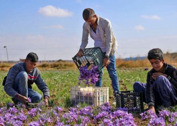 افزایش ۳۷ درصدی کشت زعفران در کرمانشاه
