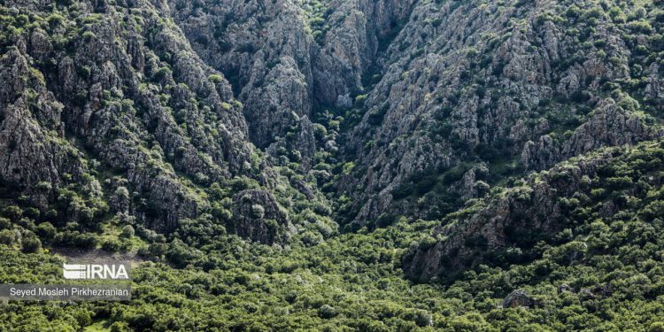 رییس سازمان منابع طبیعی و آبخیزداری: ایران خواستار همکاری جهانی برای نجات جنگلهای زاگرس است
