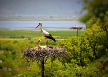 «دەرەتفی»، جایی که سال با بازگشت لک‌لک‌ها آغاز می‌شود