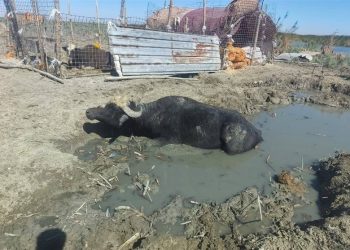 استفاده ابزاری ترکیه از آب برای نفوذ بر عراق