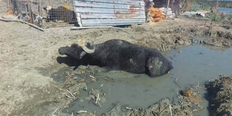 استفاده ابزاری ترکیه از آب برای نفوذ بر عراق